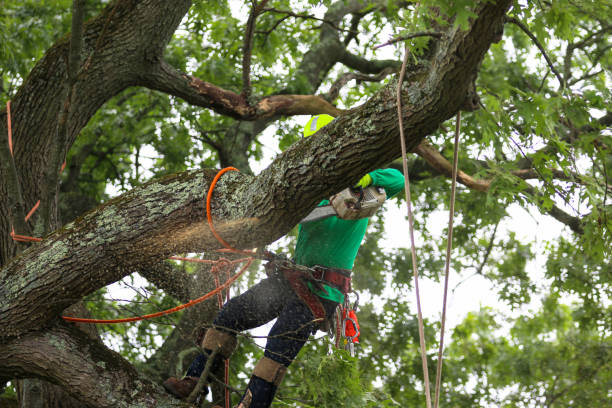  Commerce, OK Tree Services Pros