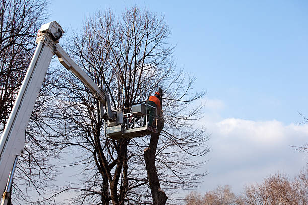 Best Tree Maintenance Programs  in Commerce, OK